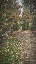 Hundeauslaufgebiet-Lüllingen Wald am ehemaligen Treibstofflager-Bild