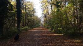 Hundeauslaufgebiet-Lüllingen Wald am ehemaligen Treibstofflager-Bild