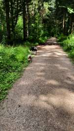 Hundeauslaufgebiet-Wanderparkplatz Höger Forst-Bild