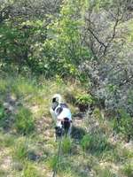 Hundeauslaufgebiet-Seeberg Alte Sternwarte-Bild