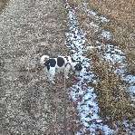 Hundeauslaufgebiet-Seeberg Alte Sternwarte-Bild