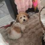 Suchmeldung-Timmy-Bild