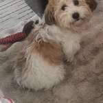 Suchmeldung-Timmy-Bild