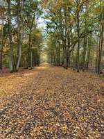Hundeauslaufgebiet-Grunewald West-Bild
