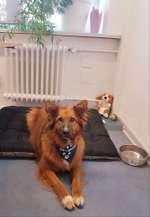 Bürohunde-Beitrag-Bild