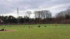Hundeauslaufgebiet-Hundefreilauf Borken-Bild