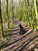 Hundeauslaufgebiet-Haarmühle-Bild