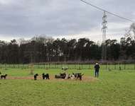 Hundeauslaufgebiet-Hundefreilauf Borken-Bild