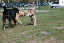 Hundeauslaufgebiet-Hundewiese in Burgsteinfurt-Bild