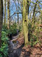 Hundeauslaufgebiet-Haarmühle-Bild