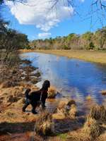 Hundeauslaufgebiet-Haarmühle-Bild