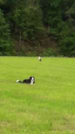 Bilder Hund und andere Tiere-Beitrag-Bild