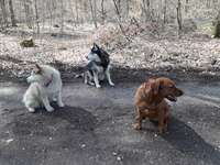 Hundeauslaufgebiet-Sanddüne Speyer-Bild