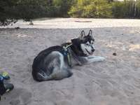 Hundeauslaufgebiet-Sanddüne Speyer-Bild