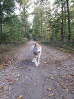 Hundeauslaufgebiet-Sanddüne Speyer-Bild