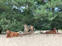 Hundeauslaufgebiet-Sanddüne Speyer-Bild