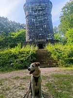 Hundeauslaufgebiet-Wald am Bismarckturm-Bild