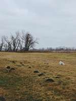 Hundeauslaufgebiet-Salbker See I und II / Elbwiesen-Bild