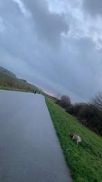 Hundeauslaufgebiet-Rheinufer Monheim-Bild