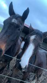 Hundeauslaufgebiet-Rheinufer Monheim-Bild