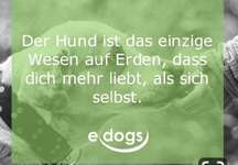 Hunde sprüche-Beitrag-Bild