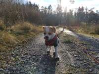 Hundeauslaufgebiet-Müller Milch Runde-Bild