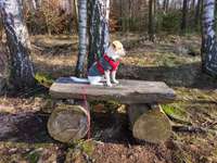 Hundeauslaufgebiet-Müller Milch Runde-Bild