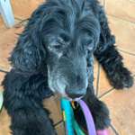 Alleinsein bei altem Hund-Beitrag-Bild