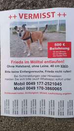 Suchmeldung-Frieda-Bild