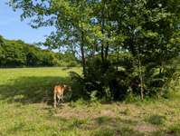 Hundeauslaufgebiet-Hundefreilauf Heide-Bild