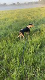 Hundeauslaufgebiet-Kreuzloch-Bild