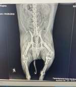 Kreuzbandriss TPLO-Beitrag-Bild