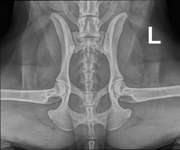 Gangbild - ohne und mit Schmerztabletten-Beitrag-Bild