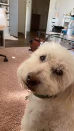 HILFE MEIN HUND KANN NICHT ALLEINE BLEIBEN-Beitrag-Bild