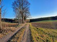 Hundeauslaufgebiet-Wald am Modelflugplatz Oederan-Bild