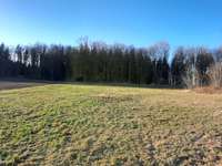 Hundeauslaufgebiet-Wald am Modelflugplatz Oederan-Bild