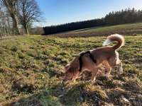 Hundeauslaufgebiet-Wald am Modelflugplatz Oederan-Bild
