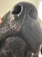 Wunde an Hundenase-Beitrag-Bild