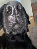 Wunde an Hundenase geht nicht weg-Beitrag-Bild