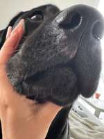 Wunde an Hundenase-Beitrag-Bild