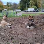Hundeauslaufgebiet-Hundefreilauffläche Ettlingen Wilhemstr.-Bild