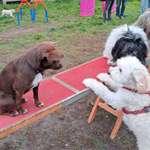 Hundeauslaufgebiet-Gottesauer Schloss Musikhochschule Karlsruhe-Bild