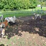 Hundeauslaufgebiet-Hundefreilauffläche Ettlingen Wilhemstr.-Bild