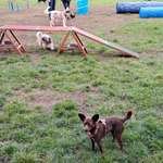 Hundeauslaufgebiet-Gottesauer Schloss Musikhochschule Karlsruhe-Bild