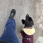 Sozialisierung Junghunde-Beitrag-Bild