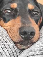 Pickel neben der Nase-Beitrag-Bild