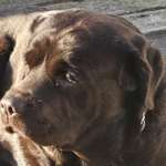 Ersteller:in Iris und Coco Profilbild