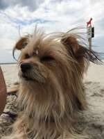 Hundeauslaufgebiet-Hundestrand Sankt-Peter Ording-Bild