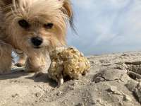 Hundeauslaufgebiet-Hundestrand Sankt-Peter Ording-Bild