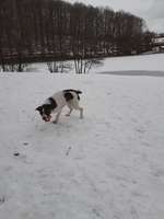 Hundeauslaufgebiet-Rundwanderweg "Alm"-Bild